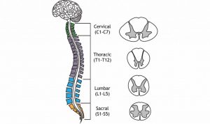 Veretbral-Column back pain